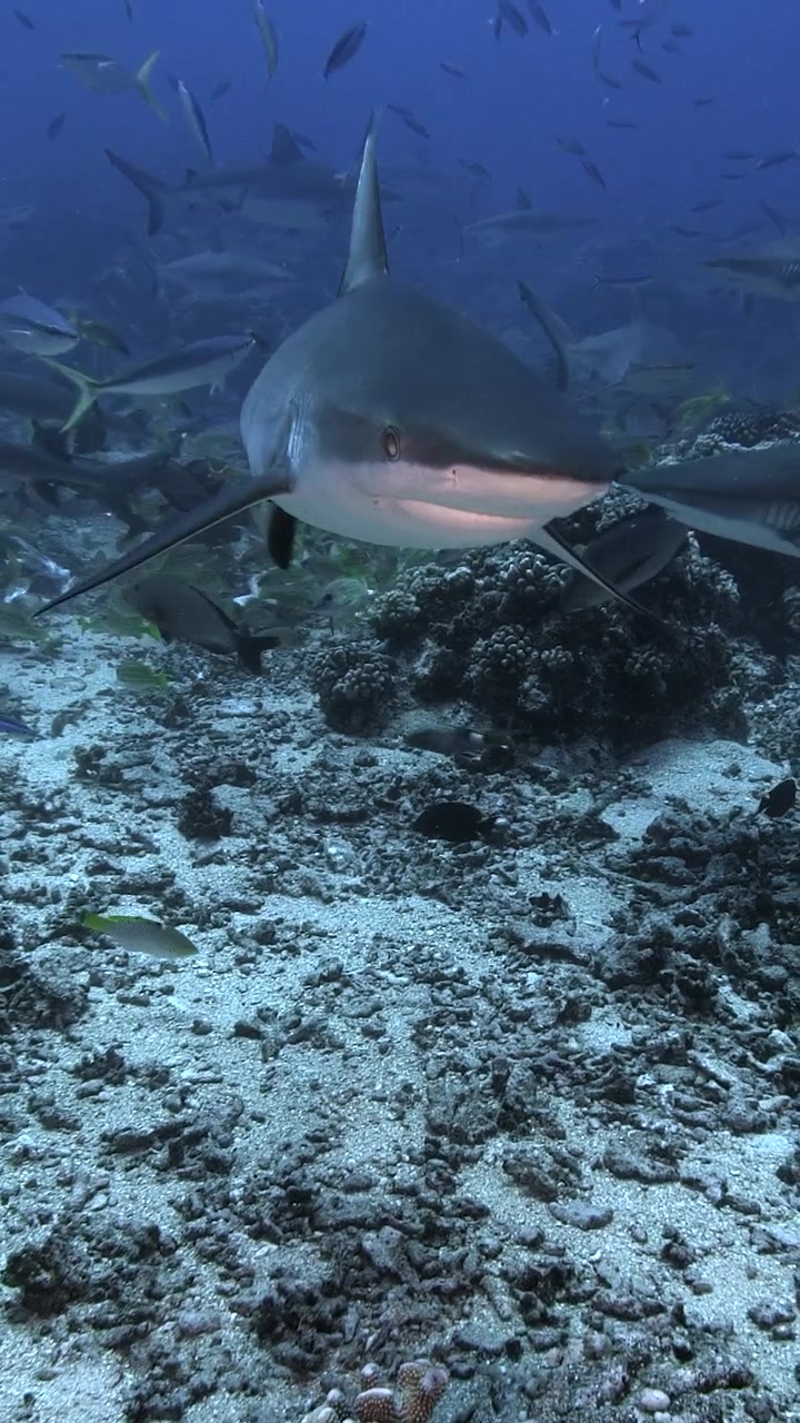 Big group of Grey reef sharks and other shark species like blacktip sharks patrolling amongst other reef fish a tropical coral reef around the island of Tahiti, French Polynesia, south pacific