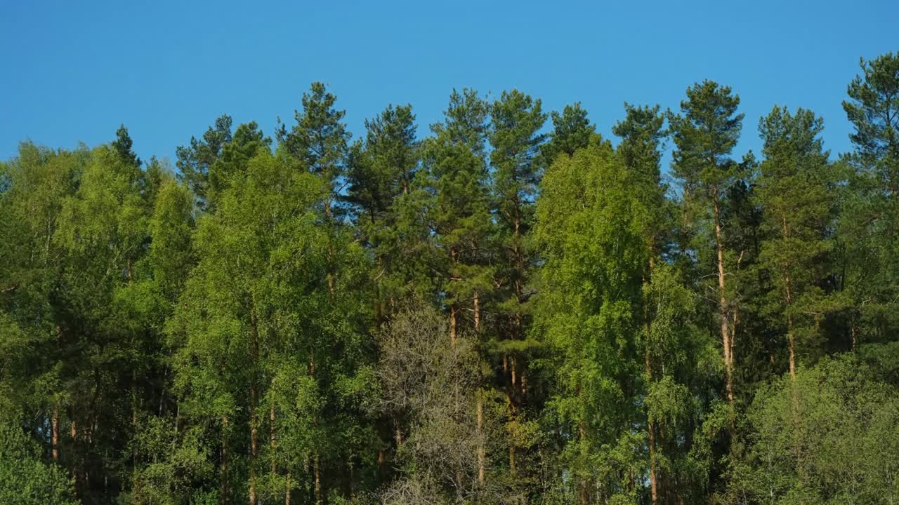 Green birches, pines and fir trees swaying in wind on warm sunny day against background clear blue sky. Nature of Russia, National Park. 4K slow motion footage. Mixed coniferous deciduous forest.