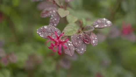 beautiful blooming pink flowers on blur background in garden, red loropetalum chinense flower