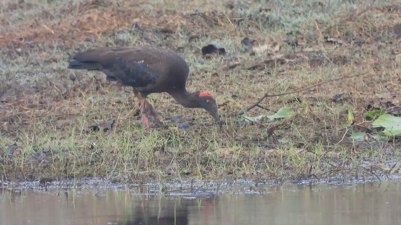 Red-naped Ibis searching food in pond area ..