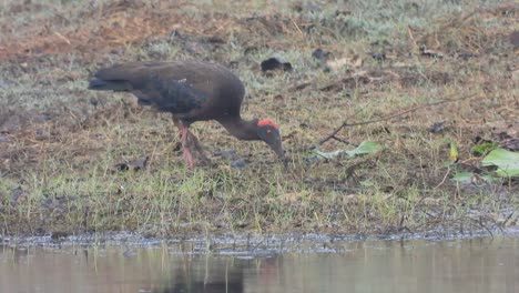 red-naped ibis searching food in pond area ..