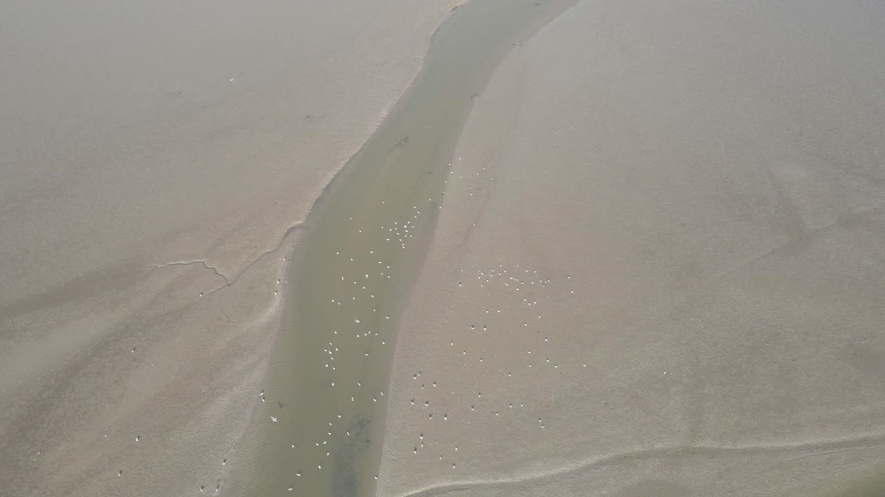 стая чаек отдыхает на реке