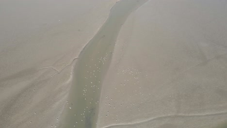 Bandada-De-Gaviotas-Descansando-Sobre-Un-Río