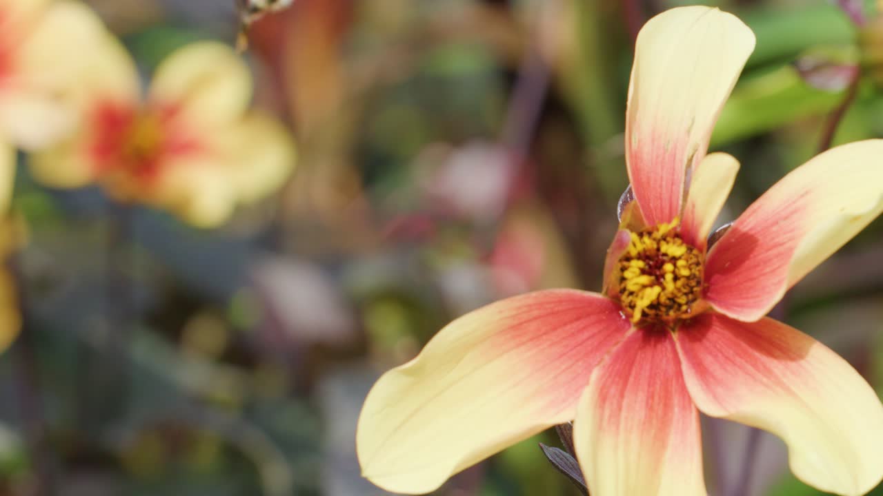 A bumblebee actively gathers pollen from a red and yellow flower in a sunlit garden, with close-up shots highlighting detailed insect movement and natural surroundings