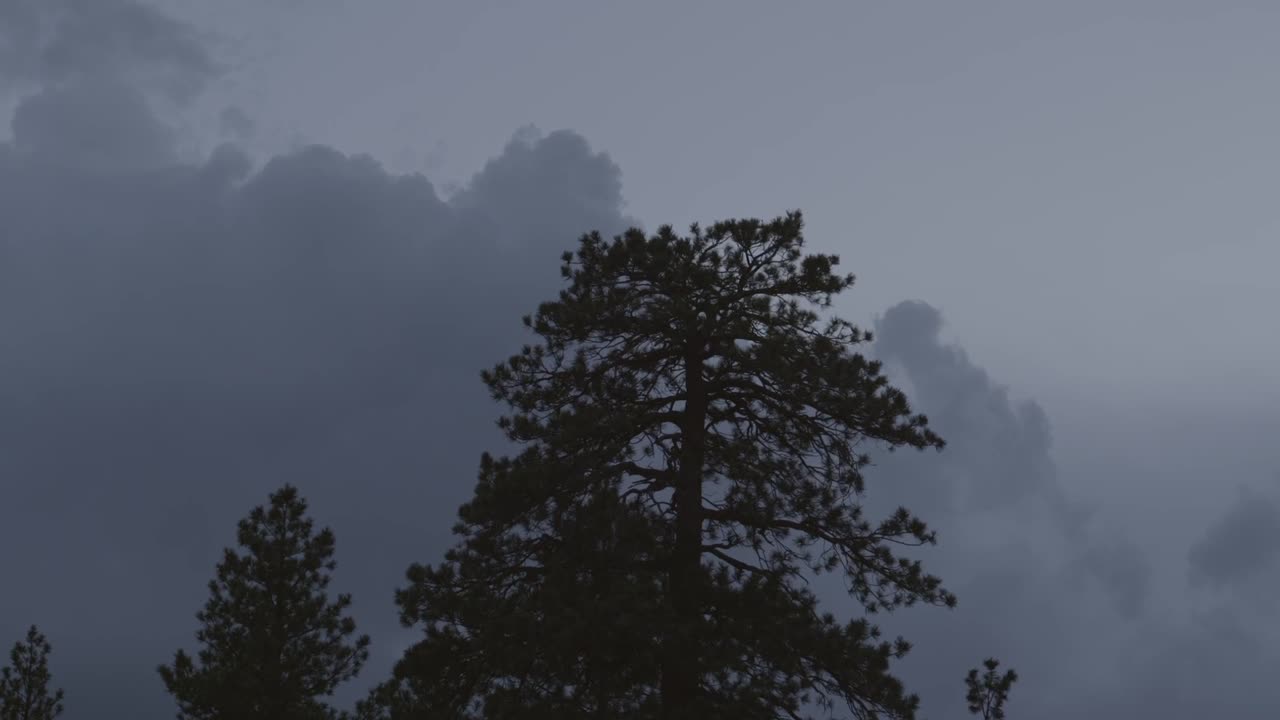 Silhouetted Tree Against a Dark, Cloudy Sky