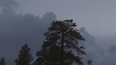 silhouetted tree against a dark, cloudy sky