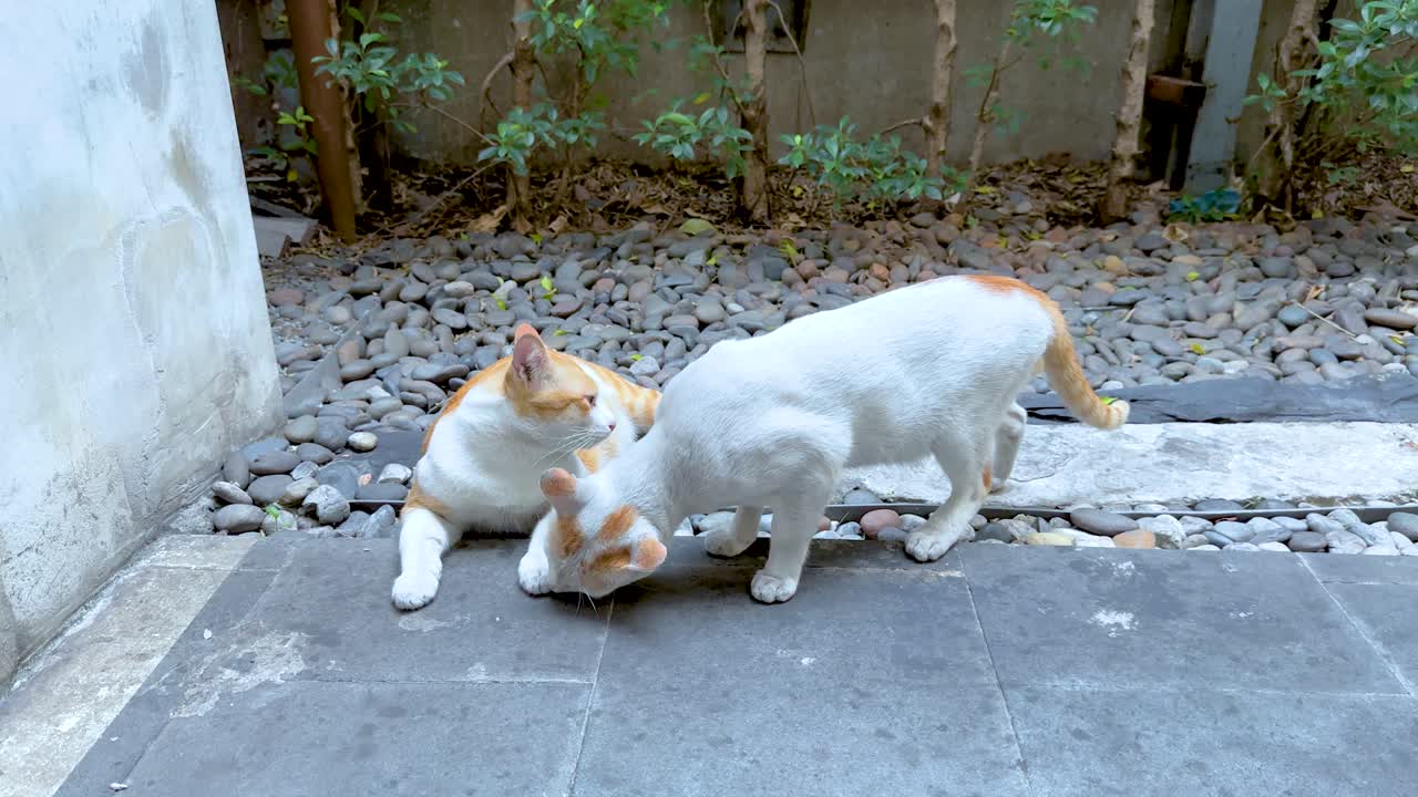 뒷마당 에 있는 두 마리 의 고양이