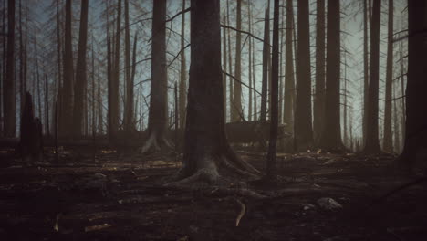 burnt forest landscape