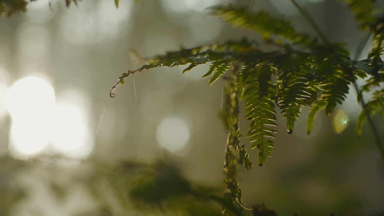 hojas de helecho salvaje en un bosque verde salvaje