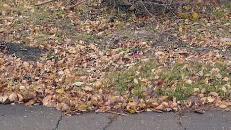 fallen leaves lie on grass and move slightly in wind