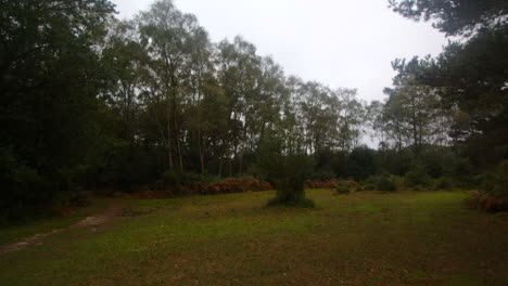 amplia toma de un claro con árboles y bracken circundante y un arbusto en el medio de que en el nuevo bosque