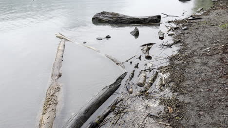 Decomposing-weathered-wet-wood-near-calm-shore-of-Walensee-lake