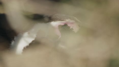 close up of a penguin in a bush