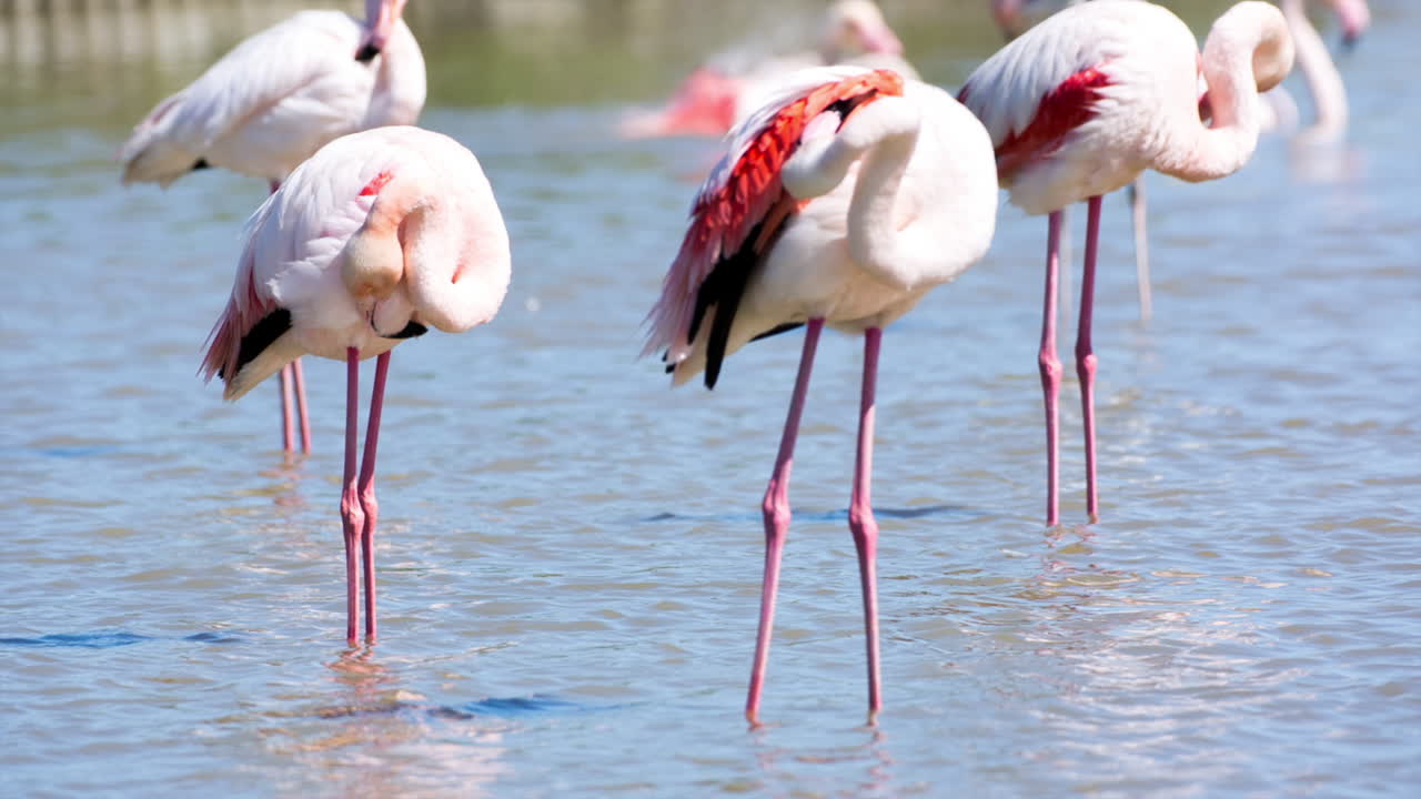 카마그 플라밍고 49