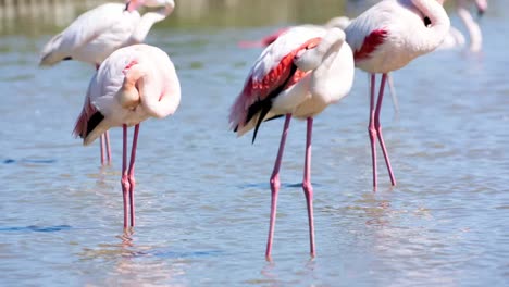 flamencos carmargue 49