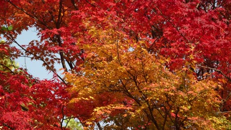 Grey-tree-squirrel-jumping-on-red-and-orange-maple-tree-branches-in-Korean-Park