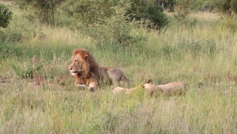 Lazy-lion-couple-lay-together-in-tall-grass-of-dry-African-meadow