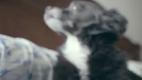 un lindo perro negro con ojos marrones a punto de quedarse dormido en la cama, de repente se despierta y levanta la cabeza