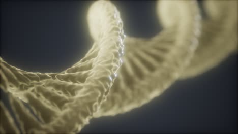 loopable structure of the dna double helix animation