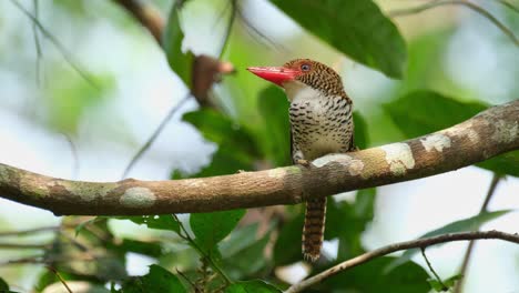 una mujer mirando hacia la izquierda admirando la vista a su alrededor, martín pescador anillado lacedo pulchella, hembra, parque nacional kaeng krachan, tailandia