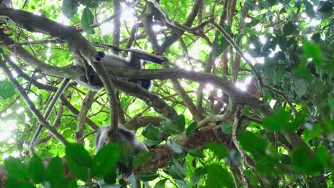 Zwei-Individuen-Ruhen-Auf-Ästen,-Während-Einer-Nach-Unten-Guckt-Und-Der-Andere-Etwas-Versteckt,-Brillenblattaffe-Trachypithecus-Obscurus,-Thailand