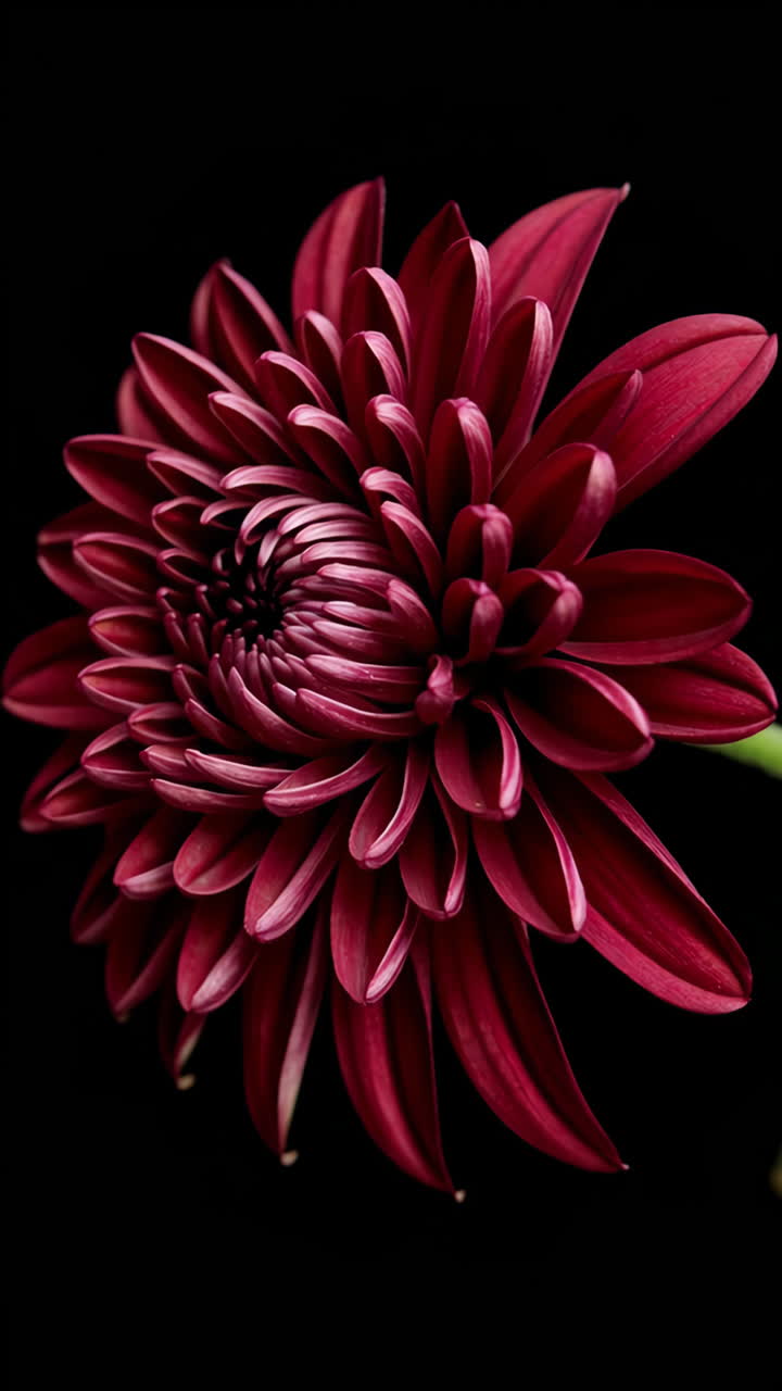 Close up of a maroon chrysanthemum flower against a dark background