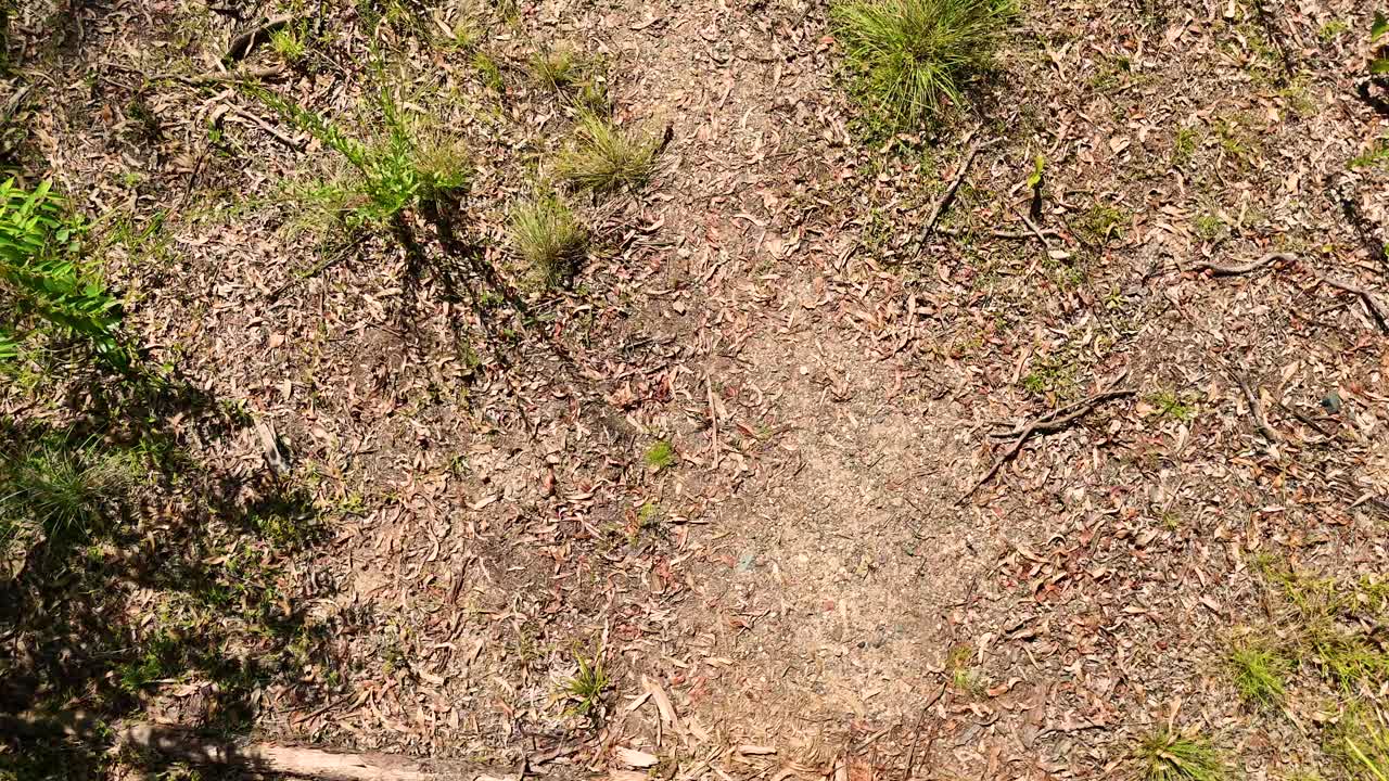 나비는 숲 바닥을 가로질러 움직입니다.