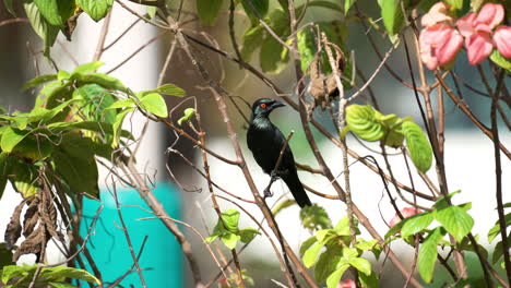 one adult asian glossy starling perched on mussaenda queen sirikit bush twigs foraging food