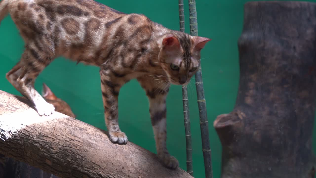 fotografía de cerca de una especie de raza híbrida, un gato de bengala exótico mirando fijamente a la cámara, caminando lentamente por el tronco de madera