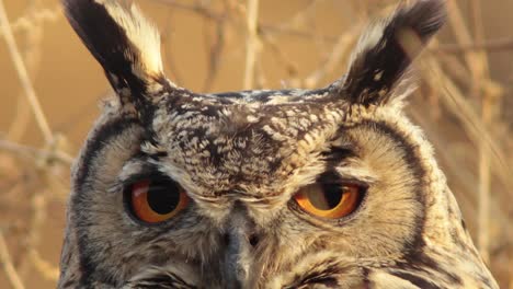 close up of a indian eagle owl with showing its big orange eyes perched in the brown grass fully camouflaged during the day time, this is a nocturnal owl found in india