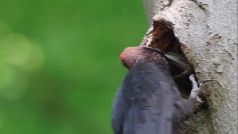 adult black woodpecker feeding its young through beak in tree hole nest