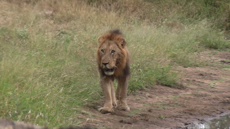 Male-lion-walking-towards-camera,-stopping-at-elevation-on-ground