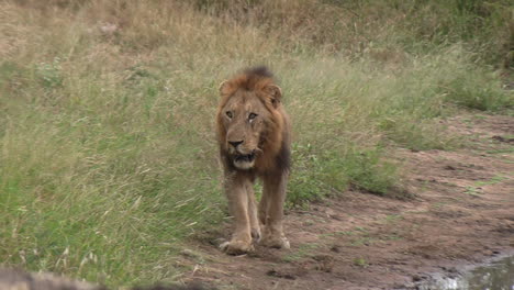 león macho caminando hacia la cámara, deteniéndose en la elevación en el suelo