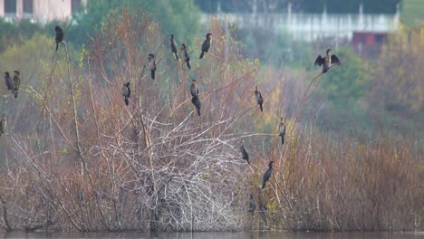 flock of the great cormorants or phalacrocorax carbo standing on dry branches near water pond