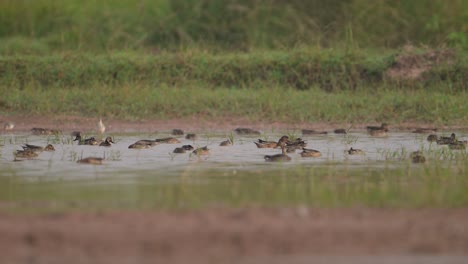 flock of ducks feeding in wetland in morning