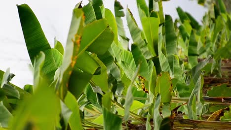 Upright-zoomed-in-footage-of-a-large-banana-plantation-in-central-America