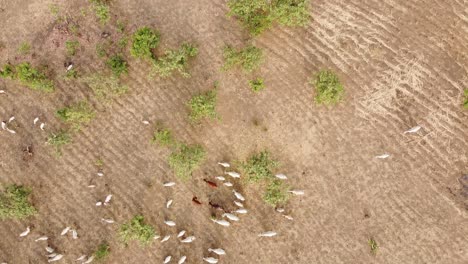 drone of the land in africa with the goats and the sheep