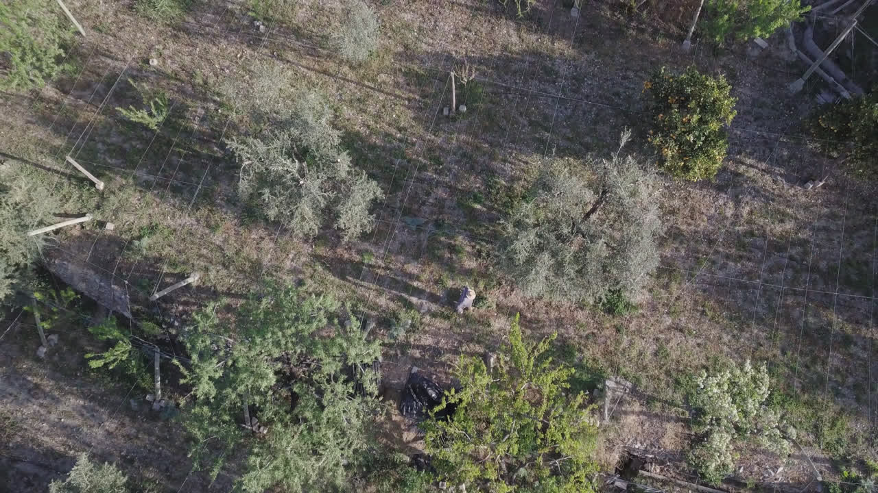 시에라 네바다 산맥 - 4k로 촬영된 드론이 있는 과수원