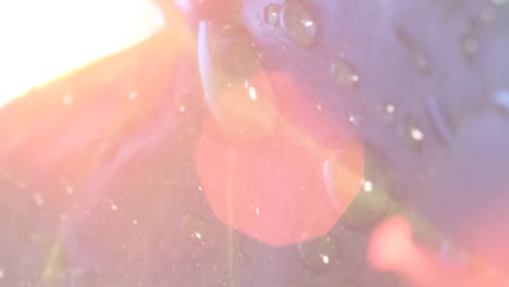 raindrops on a beautiful green leaf at a bright sunset close up raindrops on a beautiful green leaf at a bright sunset close up