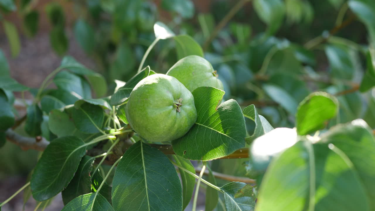 un peral verde en un huerto con fruta fresca madurando en la rama a la luz del sol