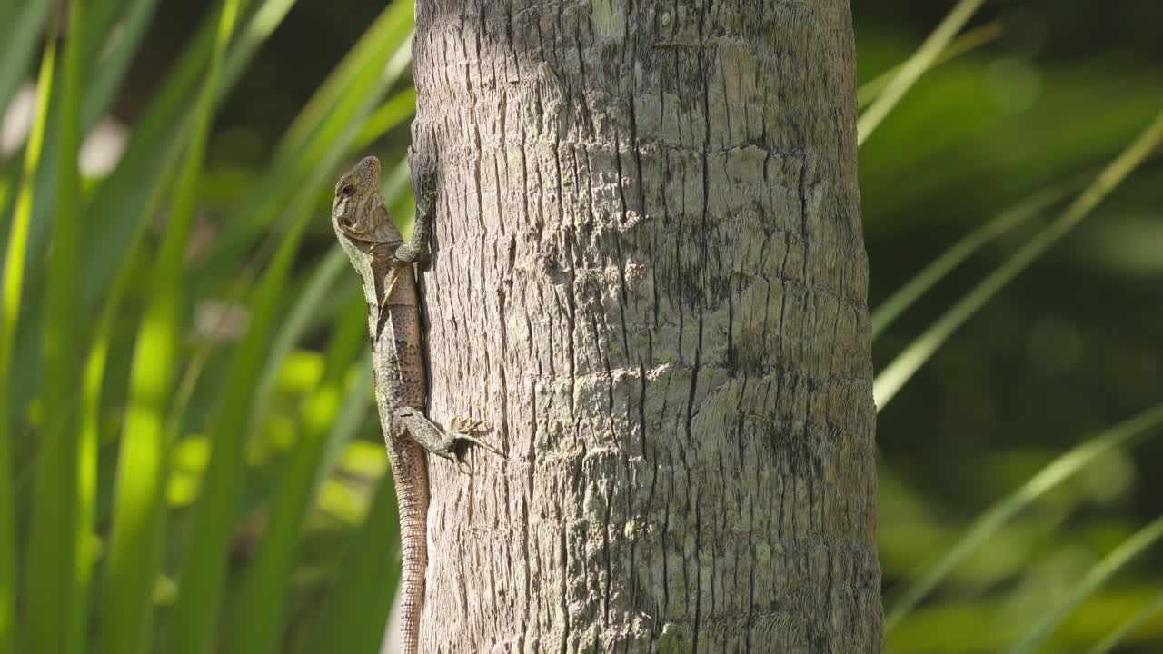 Iguana Sunbathing on Palm Tree 4