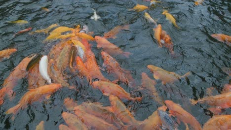 Koi-fish-swarm-in-a-pond-at-Pura-Gunung-Kawi-Sebatu,-Bali,-Indonesia