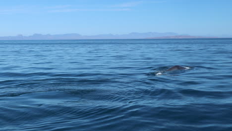 ballena jorobada fluctúa con hermosas montañas en el fondo