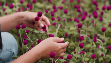 gardener touching flowers