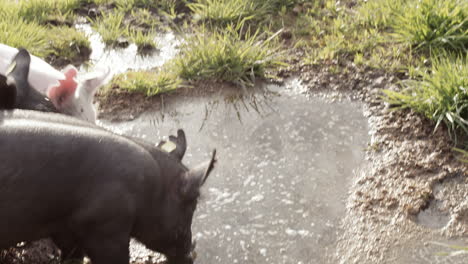 Close-up-shot-of-Pigs-on-organic-farm