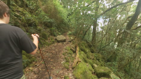 toma de gran angular de 4k de un niño caminando por una ruta de senderismo en una selva tropical de montaña, monte cordeaux, parque nacional de rango principal qld