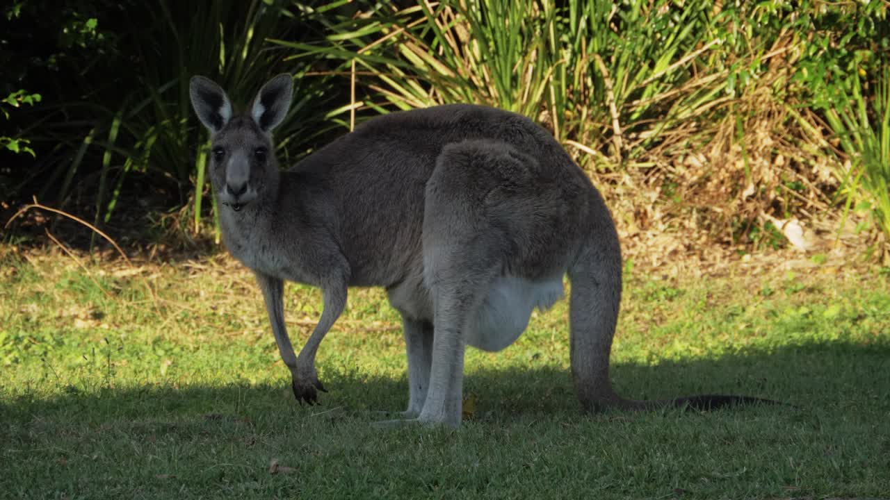 canguro gris oriental alimentándose a la sombra de un árbol - canguro australiano frente a la cámara y alerta - queensland, australia