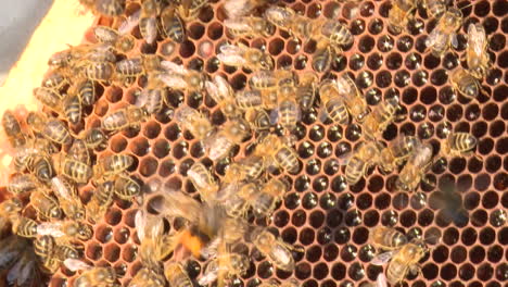 bees on honeycomb