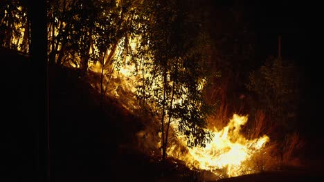 nighttime wildfire in a forest