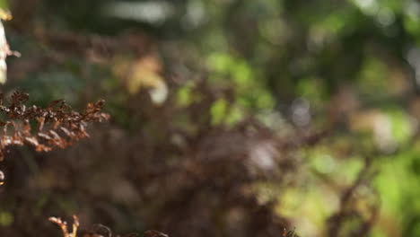 el viento sopla y la luz del sol otoñal ilumina las plantas de helecho comunes en un bosque inglés